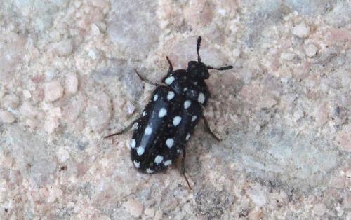 Attagenus punctatus
